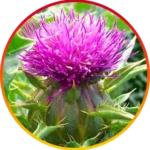 image-6.webp